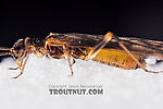 Female Amphinemura (Tiny Winter Blacks) Stonefly Adult