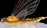 Female Leucrocuta hebe (Little Yellow Quill) Mayfly Spinner