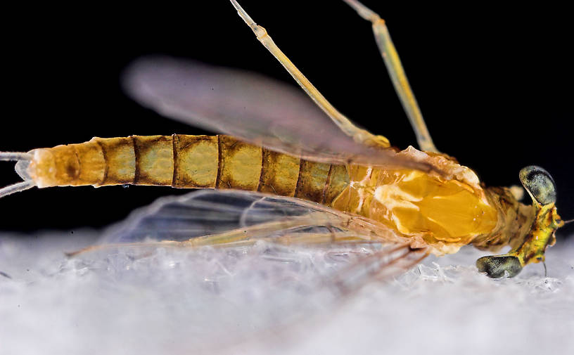 Female Leucrocuta Hebe Little Yellow Quill Mayfly