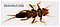 Paragnetina media (Embossed Stonefly) Stonefly Larva