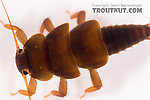 Tallaperla (Roachflies) Stonefly Nymph