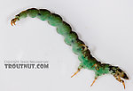 Rhyacophila fuscula (Green Sedge) Caddisfly Larva