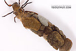 Neophylax (Autumn Mottled Sedges) Caddisfly Larva