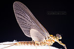 Male Epeorus pleuralis (Quill Gordon) Mayfly Dun