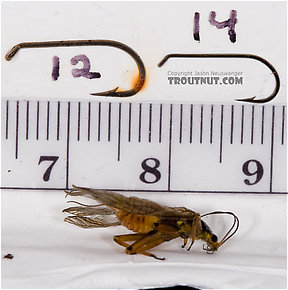 Agnetina capitata (Golden Stone) Stonefly Adult