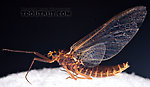 Female Leptophlebia (Black Quills and Blue Quills) Mayfly Spinner