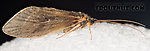 Brachycentrus appalachia (Apple Caddis) Caddisfly Adult