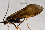 Apatania (Early Smoky Wing Sedges) Caddisfly Adult