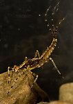 Penelomax septentrionalis  Mayfly Nymph