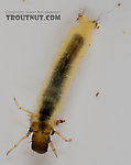 Lepidostoma (Little Brown Sedges) Little Brown Sedge Larva