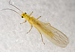 Sweltsa onkos (Sallfly) Stonefly Adult