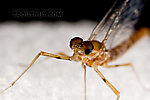 Male Epeorus (Little Maryatts) Mayfly Spinner