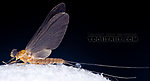 Male Epeorus (Little Maryatts) Mayfly Dun