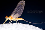 Male Ephemerella invaria (Sulphur Dun) Mayfly Dun