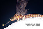 Female Isonychia bicolor (Mahogany Dun) Mayfly Dun