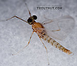 Male Epeorus vitreus (Sulphur) Mayfly Spinner