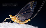 Female Ephemerella (Hendricksons, Sulphurs, PMDs) Mayfly Spinner