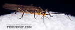 Peltoperlidae (Roachflies) Stonefly Adult