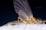 Male Epeorus (Little Maryatts) Mayfly Dun