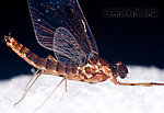 Male Epeorus (Little Maryatts) Mayfly Spinner