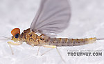 Male Baetidae (Blue-Winged Olives) Mayfly Dun