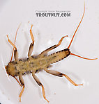 Acroneuria abnormis (Golden Stone) Stonefly Nymph