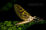 Female Ephemera guttulata (Green Drake) Mayfly Dun