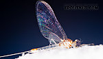 Male Maccaffertium terminatum  Mayfly Spinner