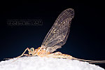 Male Maccaffertium ithaca (Light Cahill) Mayfly Dun