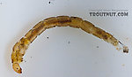 Chironomidae (Midges) True Fly Larva