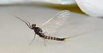 Male Neoleptophlebia heteronea (Blue Quill) Mayfly Spinner