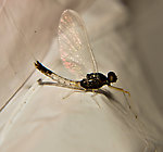 Male Paraleptophlebia (Blue Quills and Mahogany Duns) Mayfly Spinner