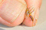 Male Isoperla fulva (Yellow Sally) Stonefly Adult