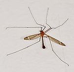 Tipulidae (Crane Flies) True Fly Adult