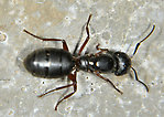 Formicidae (Ants) Insect Adult