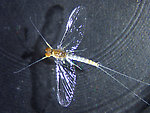 Male Baetis tricaudatus (Blue-Winged Olive) Mayfly Spinner