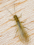 Sweltsa borealis (Sallfly) Stonefly Adult