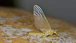 Female Epeorus albertae (Pink Lady) Mayfly Dun