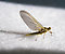 Female Ephemerella excrucians (Pale Morning Dun) Mayfly Dun