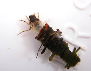 Lepidostoma podagrum (Little Brown Sedge) Little Brown Sedge Larva