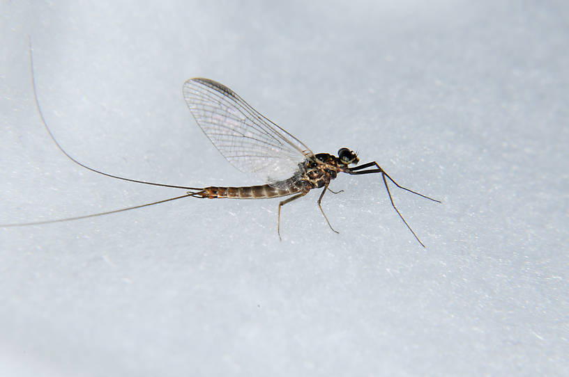 Male morrisoni (Western March Brown) Mayfly Spinner Pictures