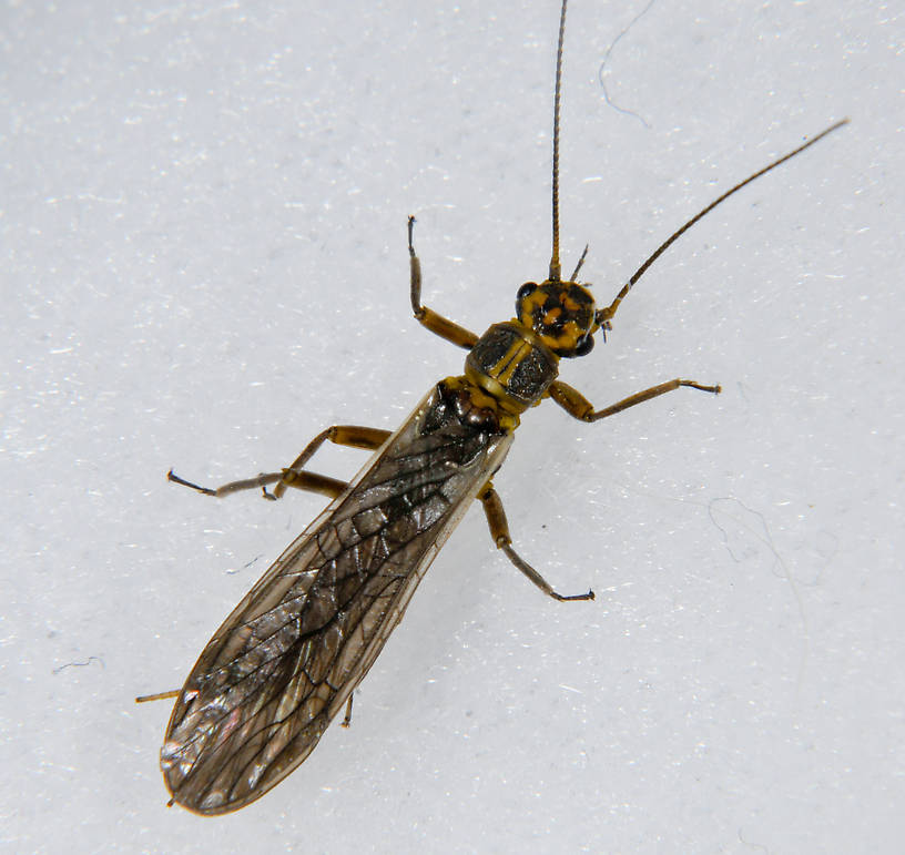 Isoperla fulva (Yellow Sally) Stonefly Adult from the  Touchet River in Washington