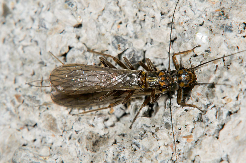 Isoperla fulva (Yellow Sally) Stonefly Adult from the  Touchet River in Washington