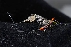 Male Cinygmula mimus  Mayfly Spinner