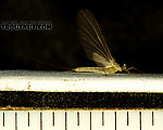 Tick marks are 1/16"  Male Epeorus (Little Maryatts) Mayfly Dun from the South Fork Sauk River in Washington