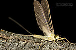 Male Epeorus (Little Maryatts) Mayfly Dun from the South Fork Sauk River in Washington