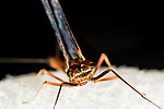 Male Rhithrogena virilis  Mayfly Spinner