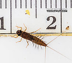 Neoleptophlebia  Mayfly Nymph