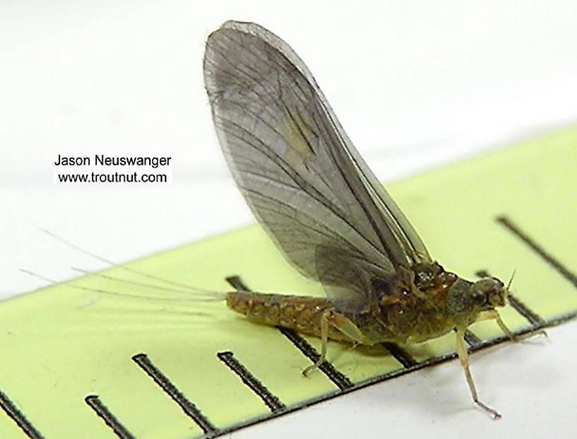 Female Ephemerellidae (Hendricksons, Sulphurs, PMDs, BWOs) Mayfly Dun from unknown in Wisconsin