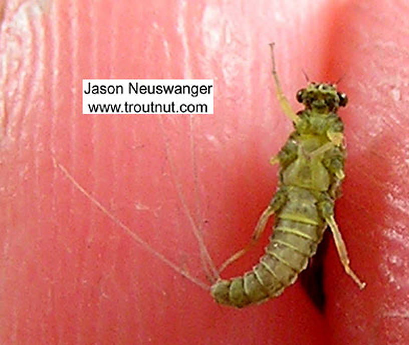 Female Ephemerellidae (Hendricksons, Sulphurs, PMDs, BWOs) Mayfly Dun from unknown in Wisconsin